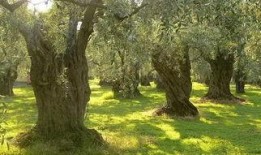 橄榄树 在线观看,穿越时空的绿色传奇